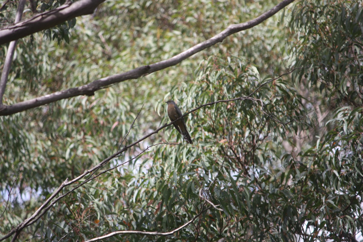 Fan-tailed Cuckoo - ML642896385