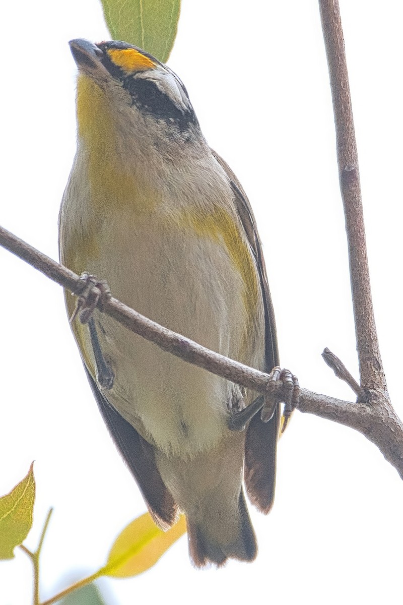Striated Pardalote (Black-headed) - ML642896388