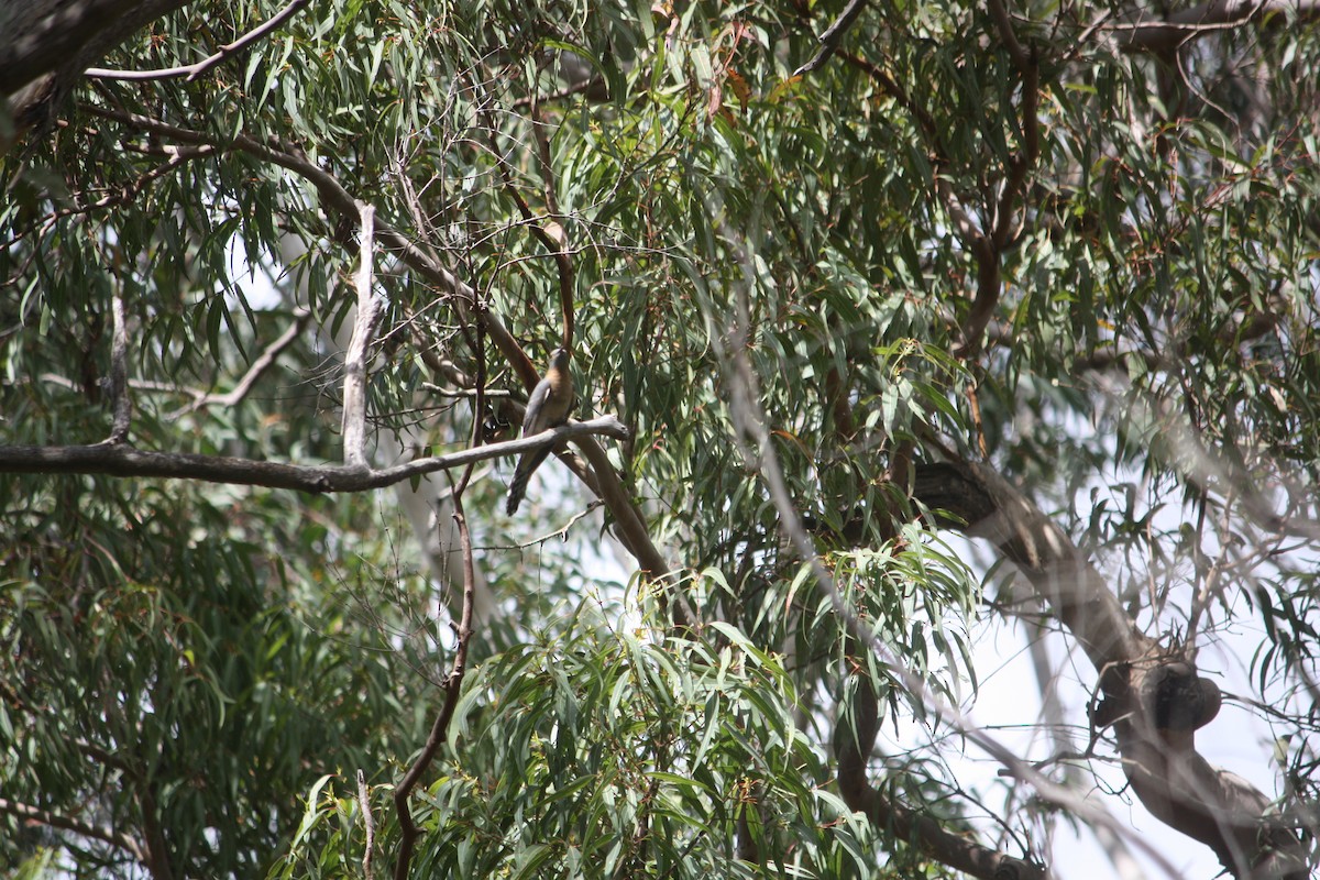 Fan-tailed Cuckoo - ML642896393
