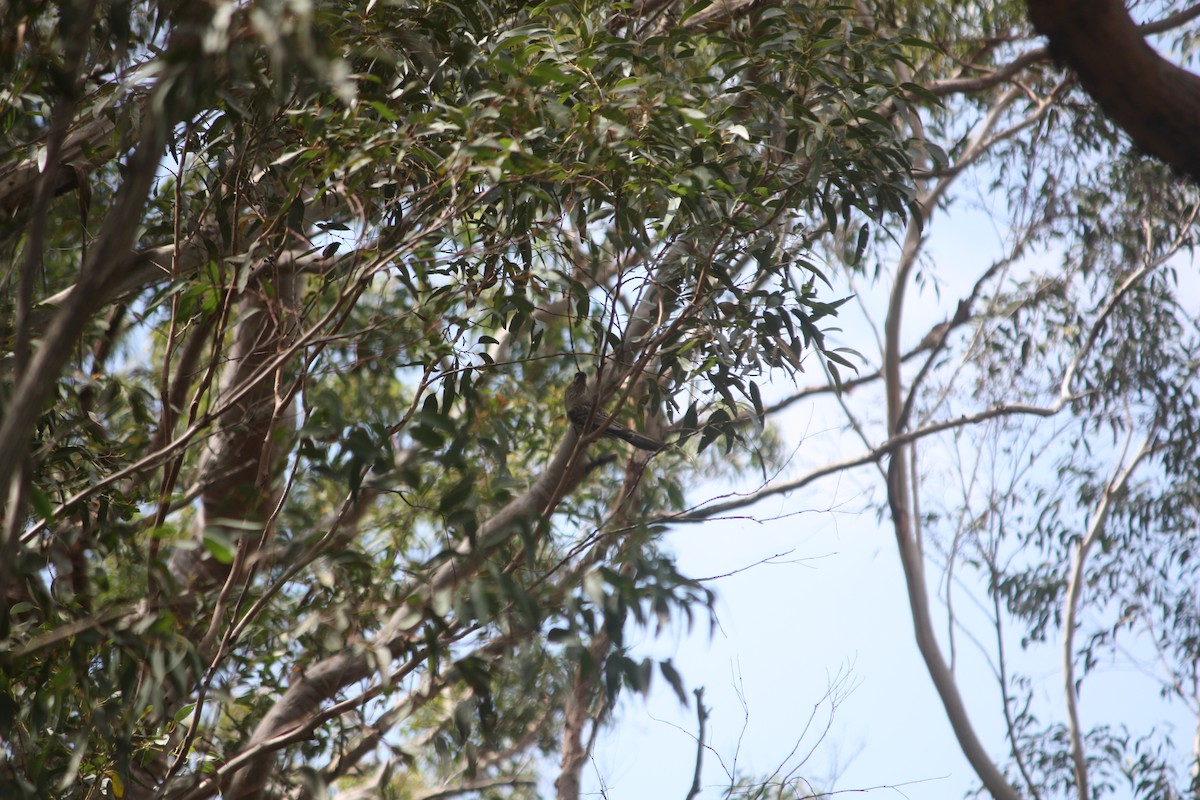 Red Wattlebird - ML642896396