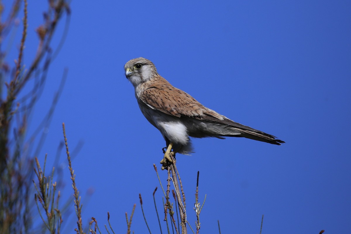 Nankeen Kestrel - ML642896402