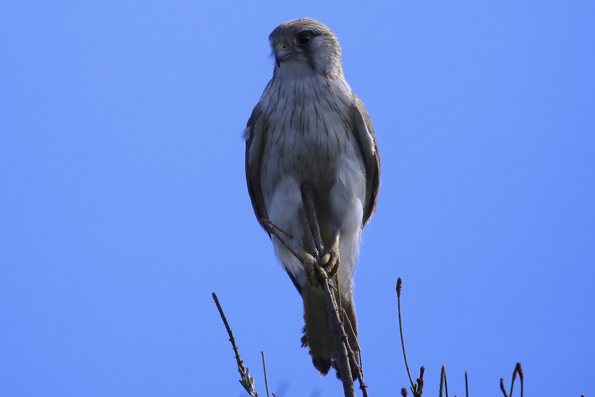Nankeen Kestrel - ML642896403
