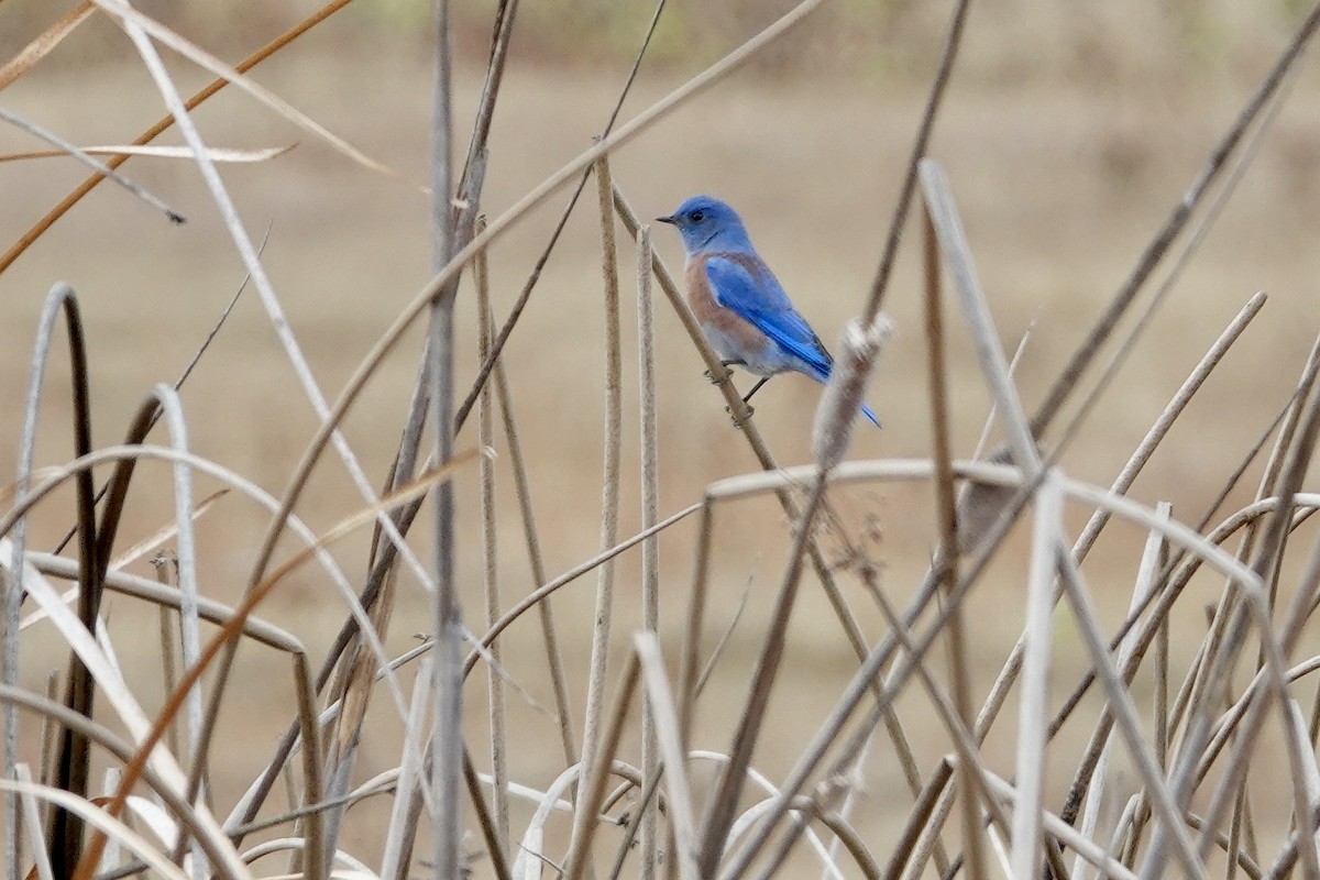 Western Bluebird - ML642896406