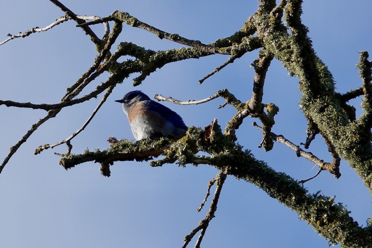 Western Bluebird - ML642896407