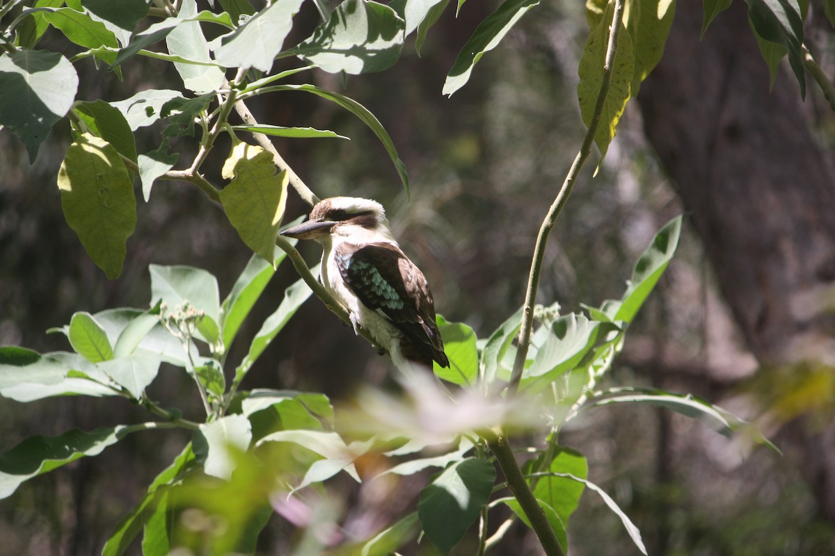 Laughing Kookaburra - ML642896411