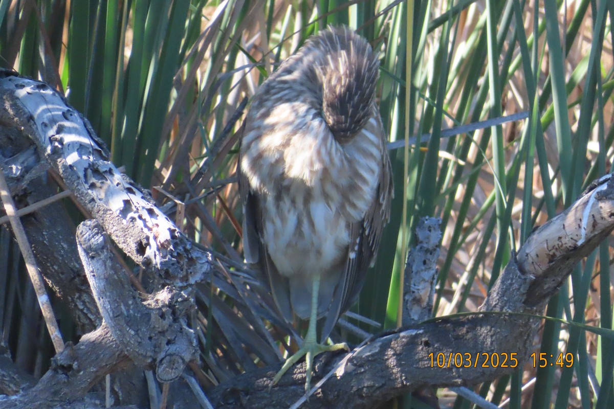 Black-crowned Night Heron - ML642896417