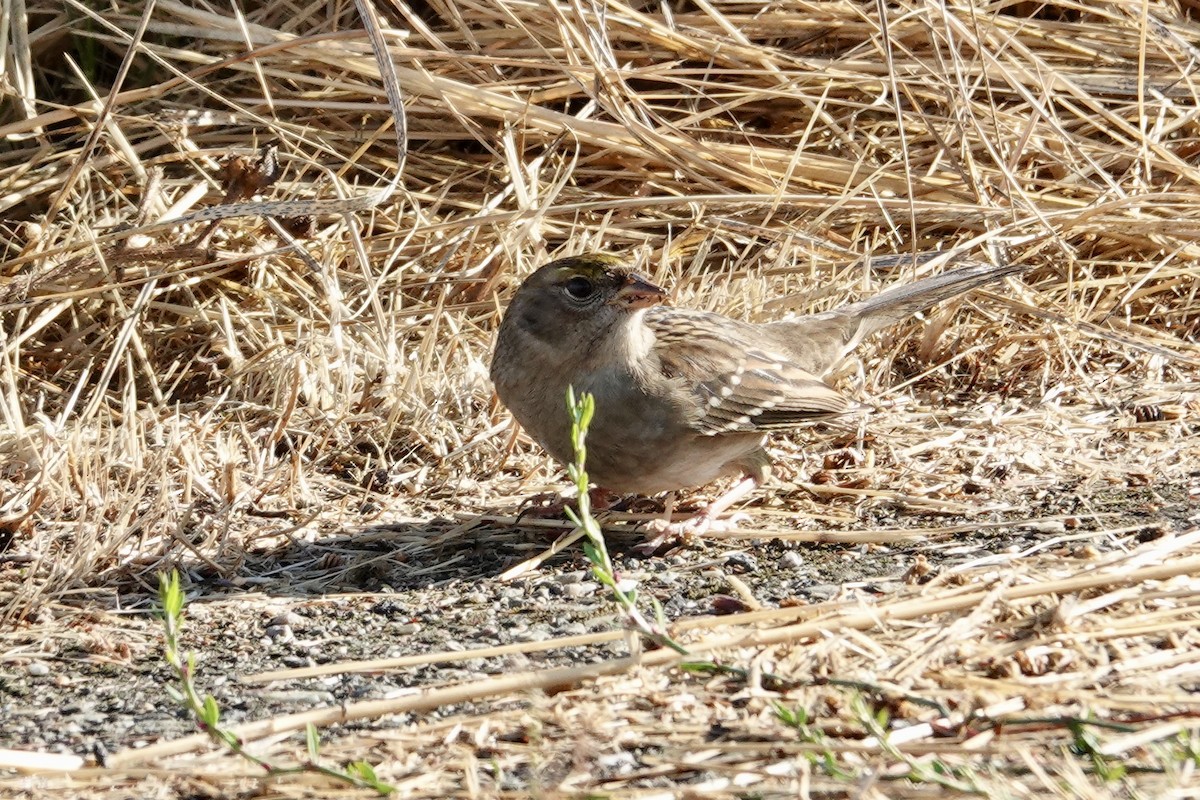 Golden-crowned Sparrow - ML642896418
