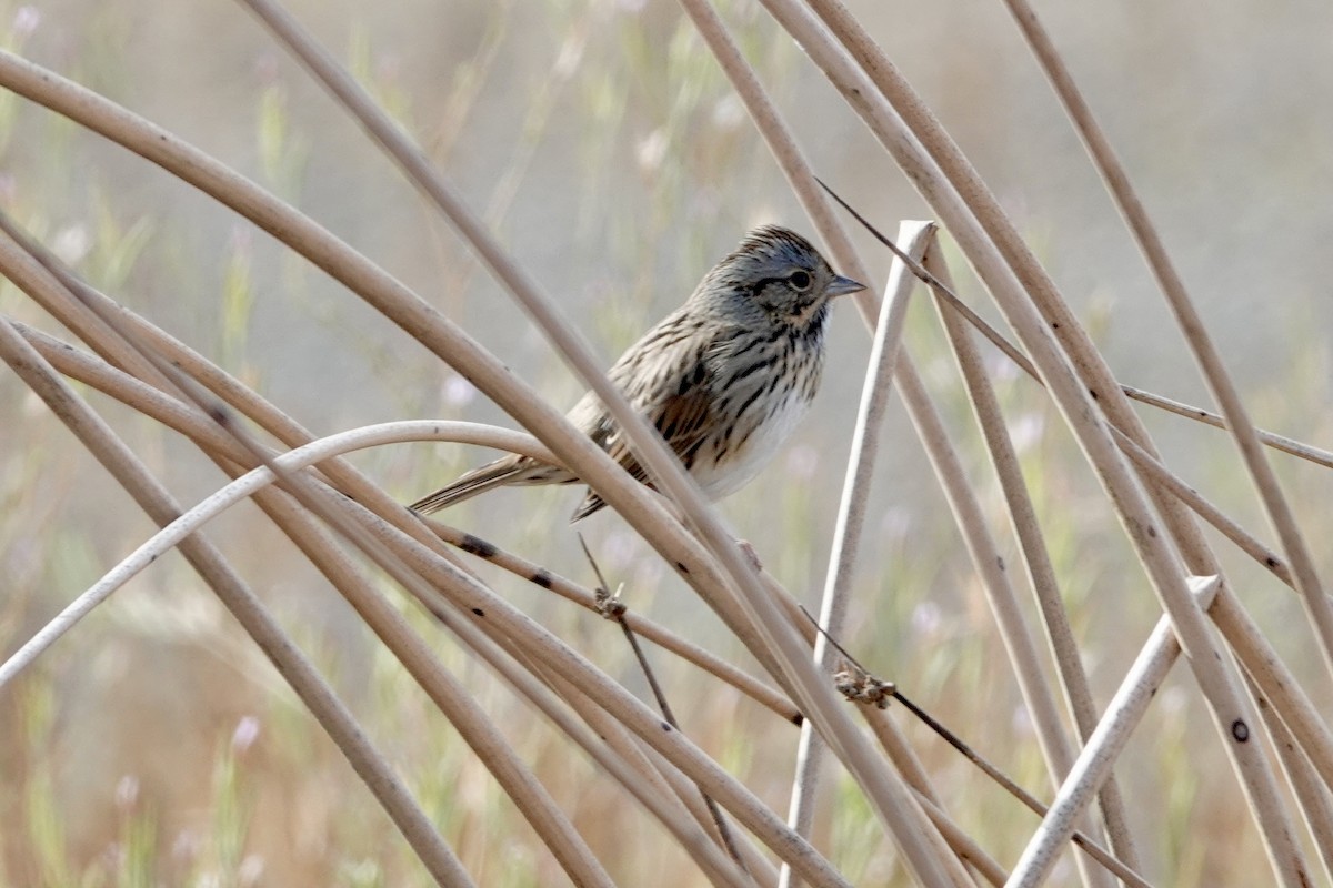 Lincoln's Sparrow - ML642896421