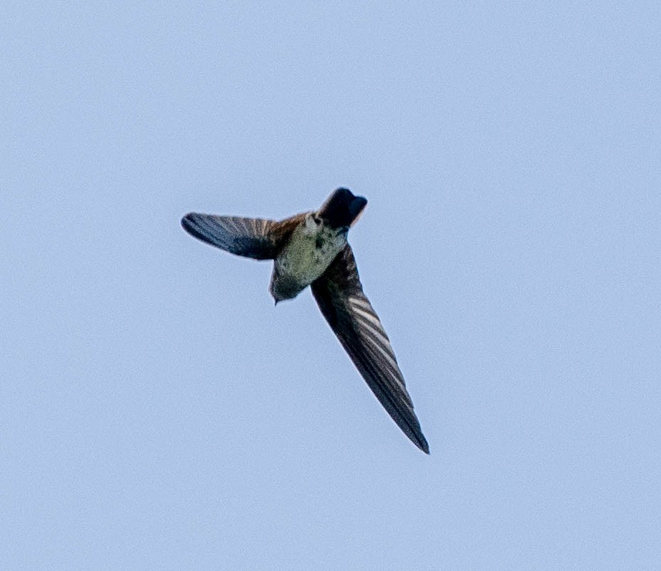 epidotsalangan - ML642896428