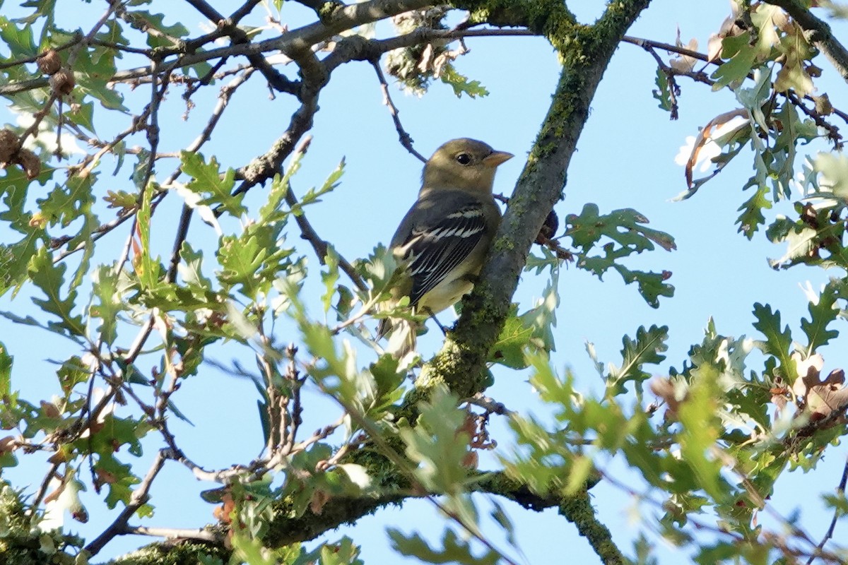 Western Tanager - ML642896433