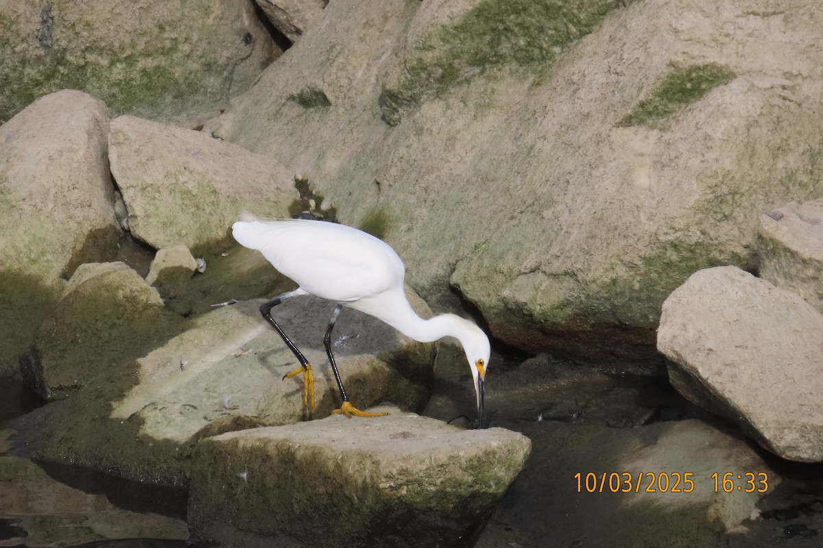Snowy Egret - ML642896435