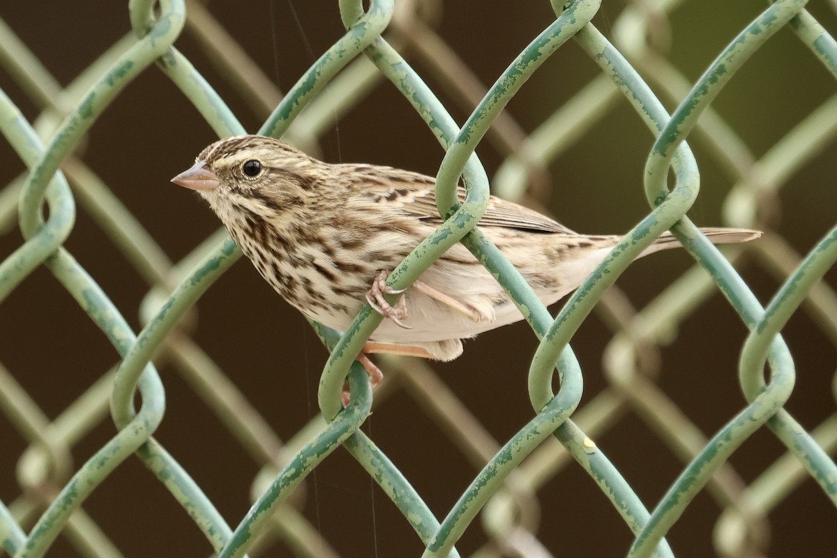 Savannah Sparrow - ML642896436