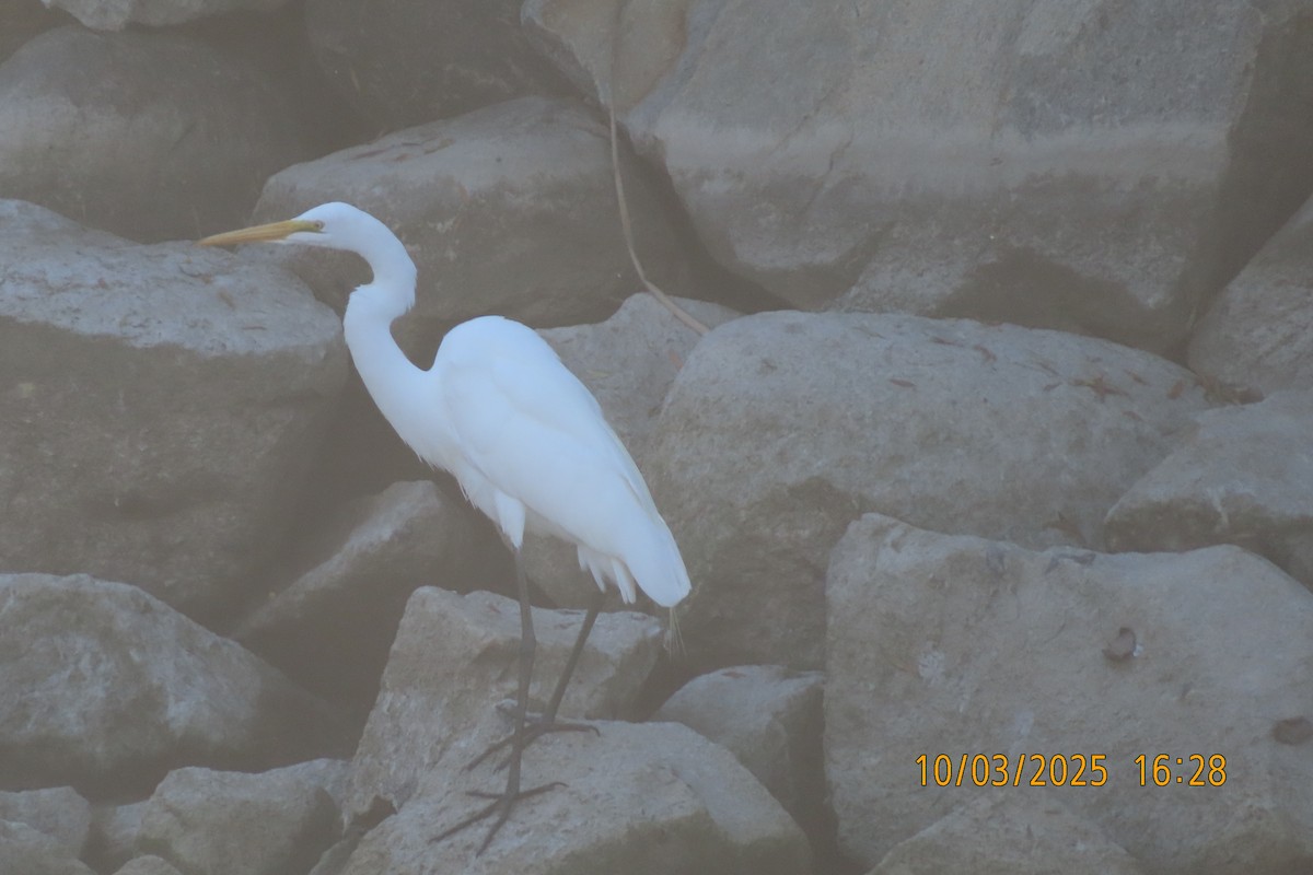 Great Egret - ML642896438
