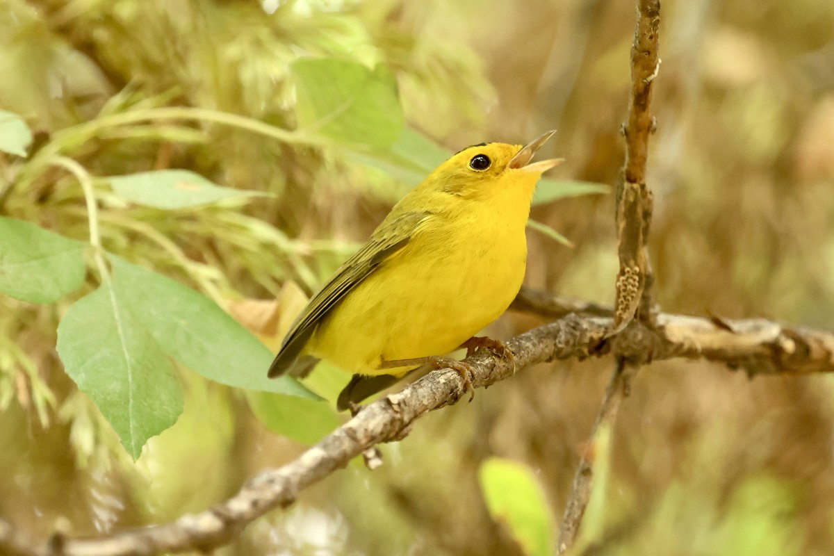 Wilson's Warbler - ML642896443