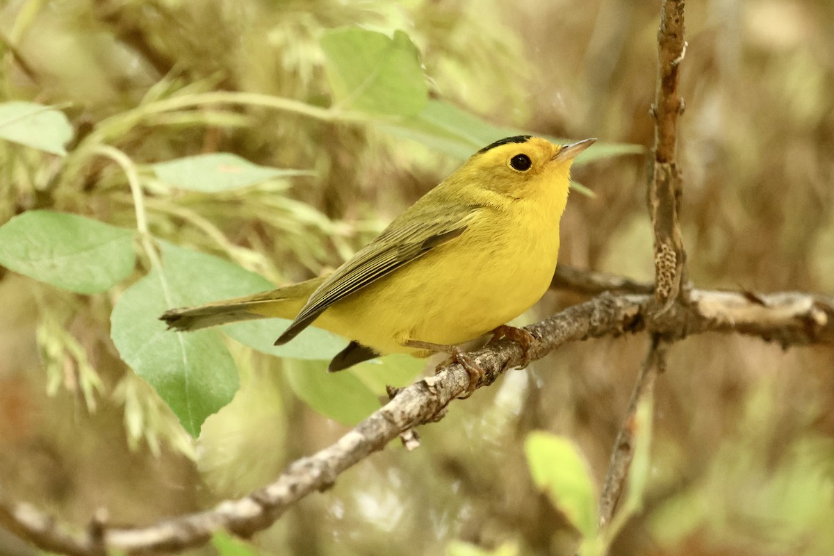 Wilson's Warbler - ML642896444