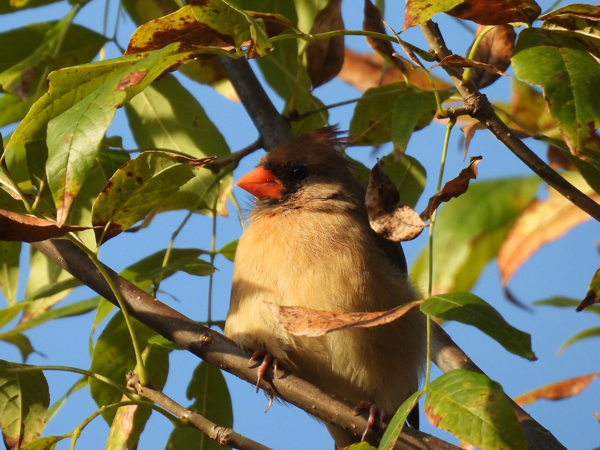 Northern Cardinal - ML642896450