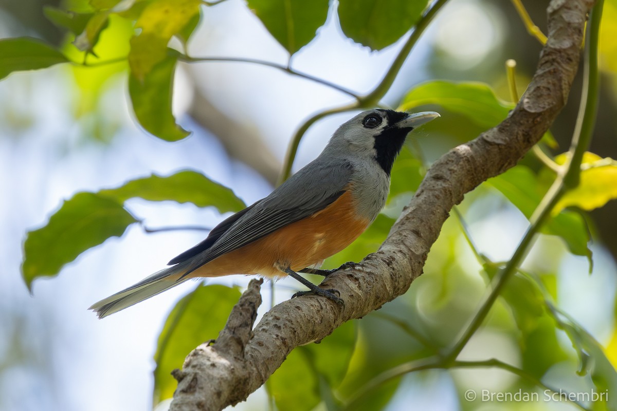 Black-faced Monarch - ML642896452