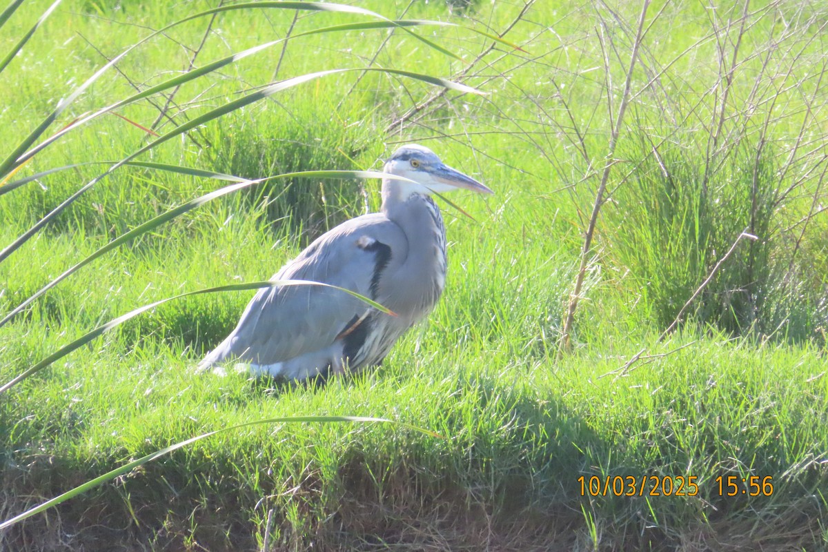 Great Blue Heron - ML642896453