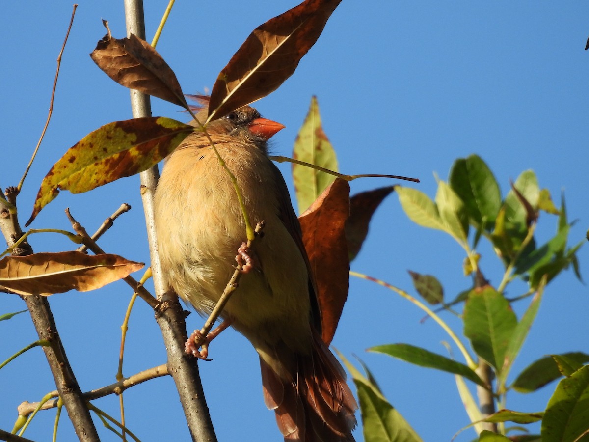 Northern Cardinal - ML642896454