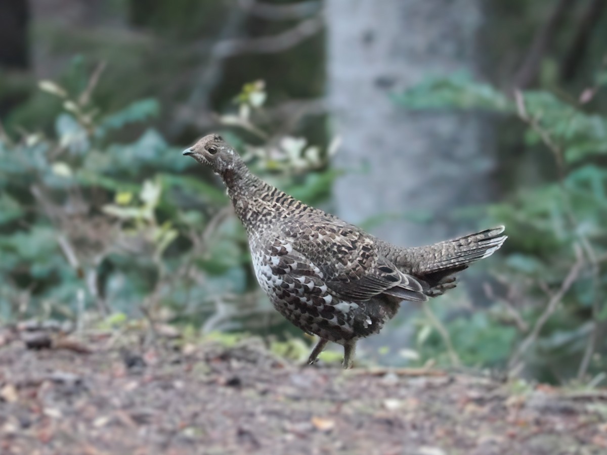 Sooty Grouse - ML642896455