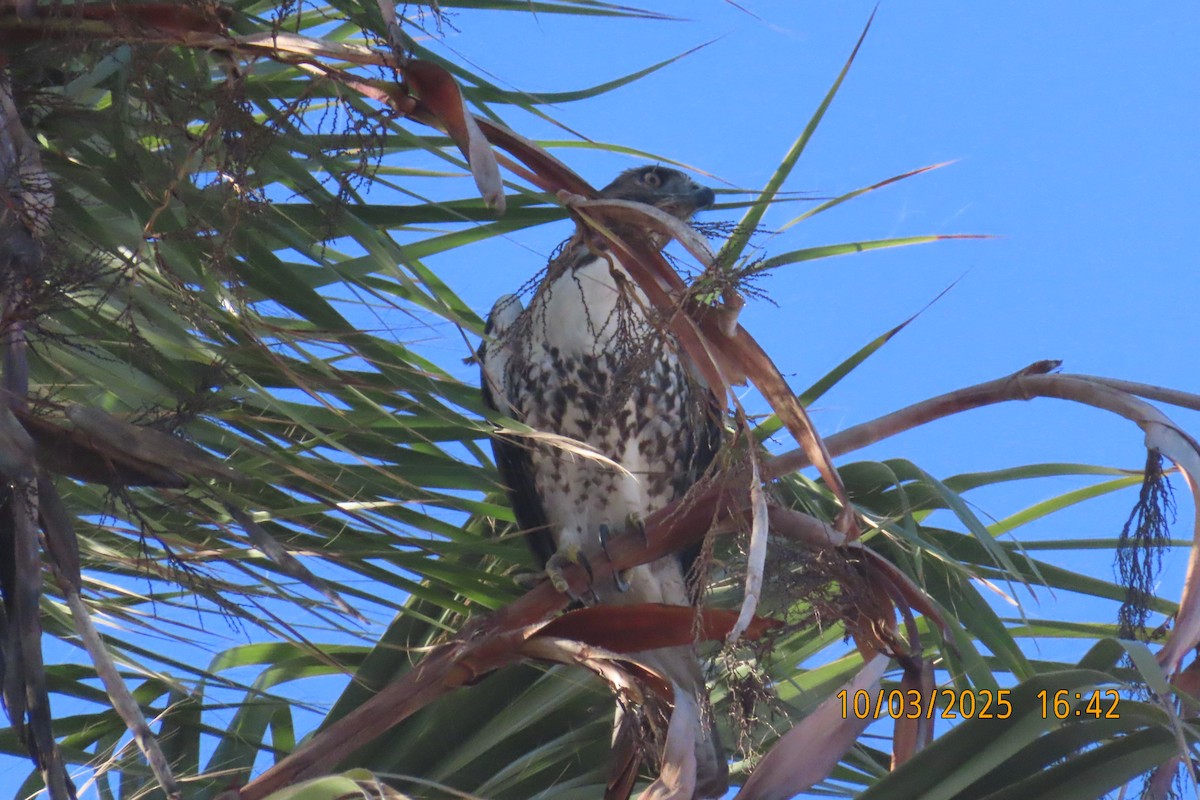 Red-tailed Hawk - ML642896457