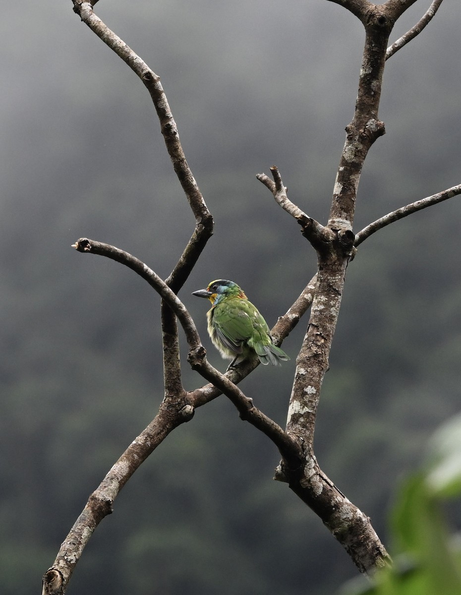 Taiwan Barbet - ML642896458