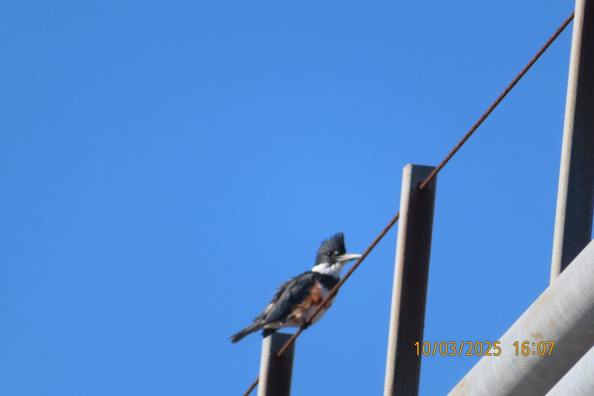 Belted Kingfisher - ML642896473