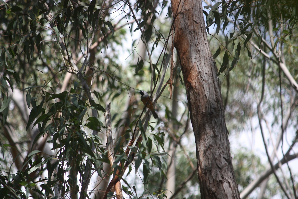 Black-faced Monarch - ML642896475