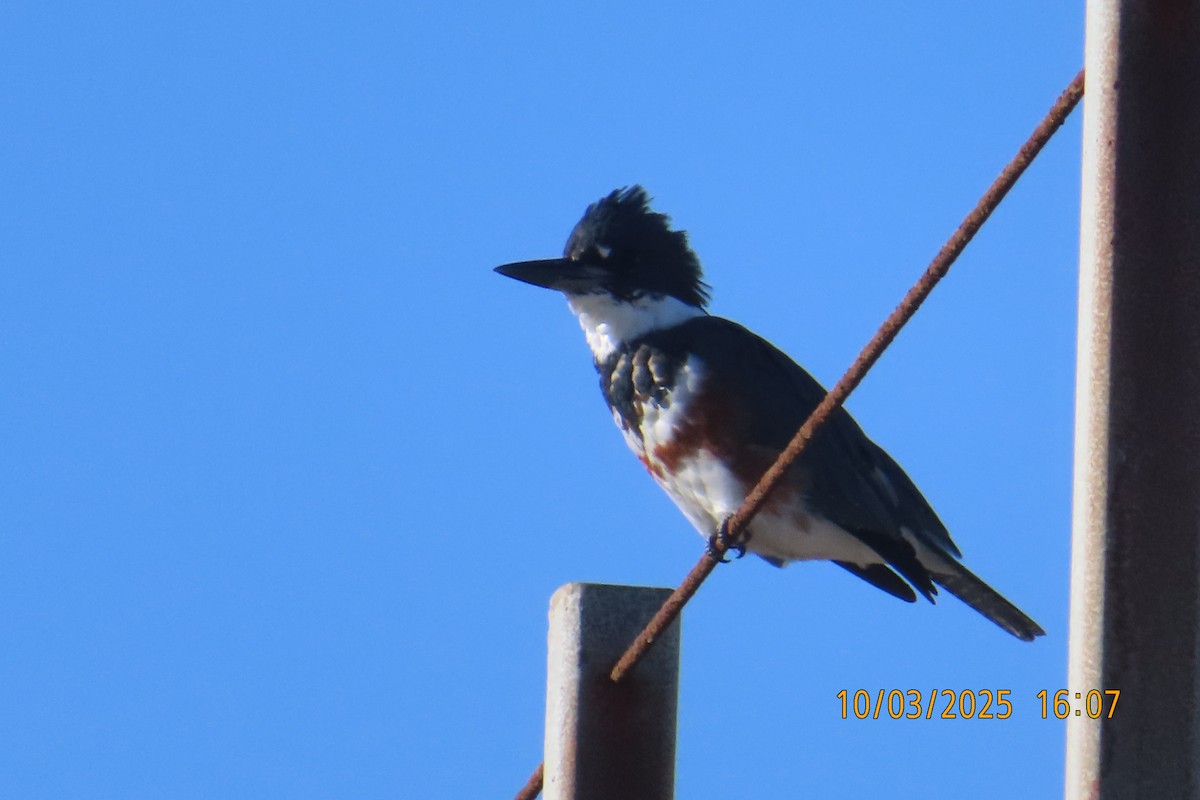 Belted Kingfisher - ML642896476