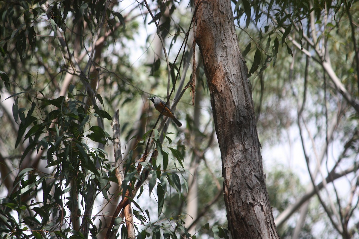 Black-faced Monarch - ML642896497