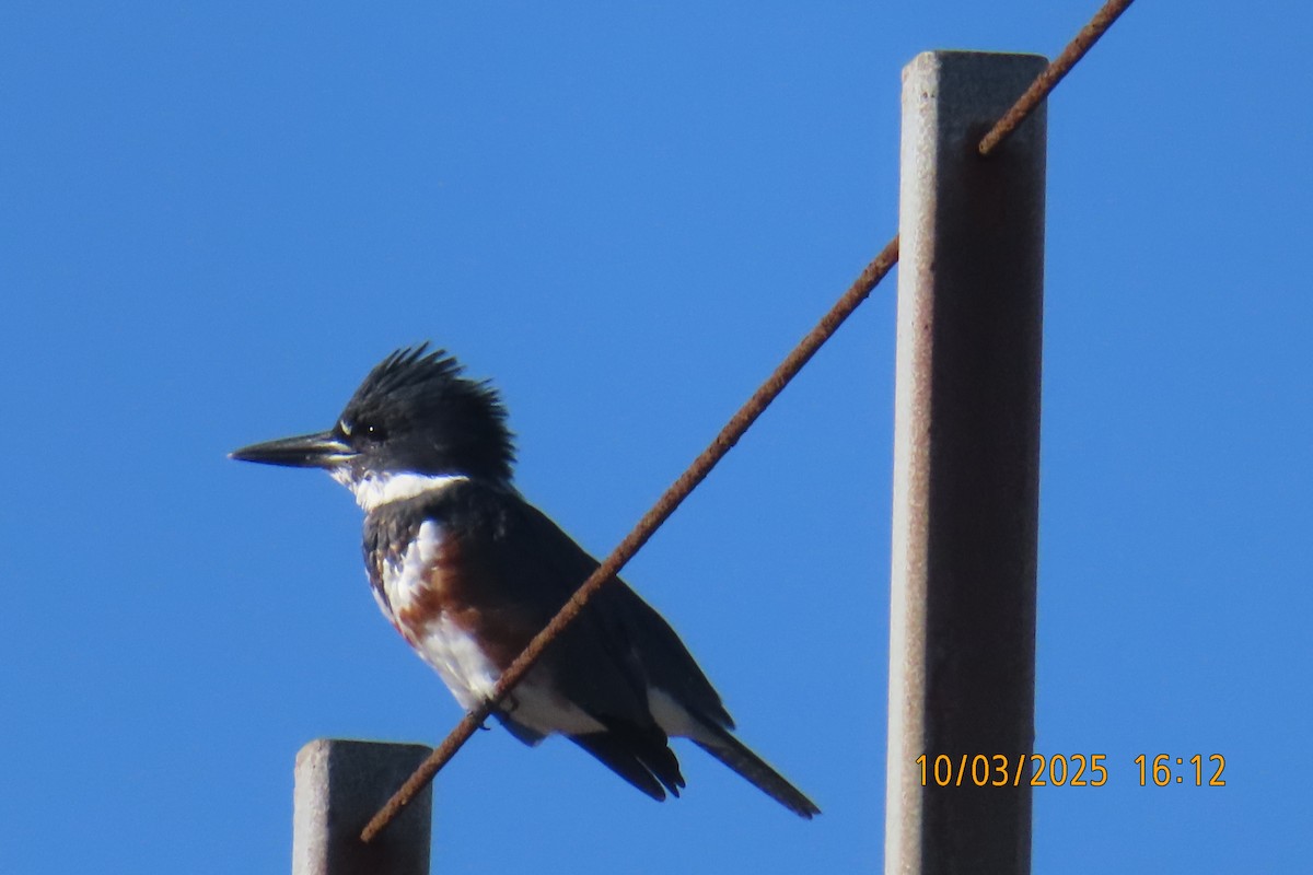 Belted Kingfisher - ML642896499