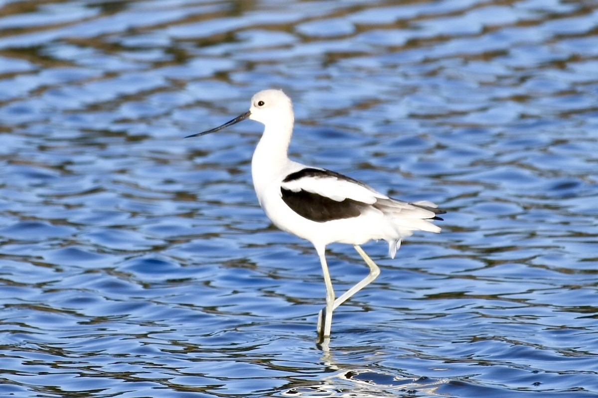American Avocet - ML642896505