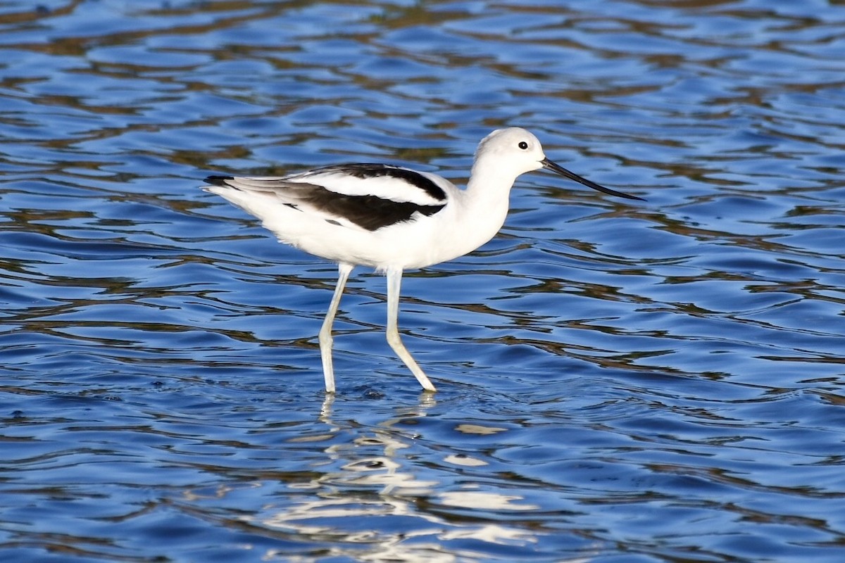 American Avocet - ML642896506