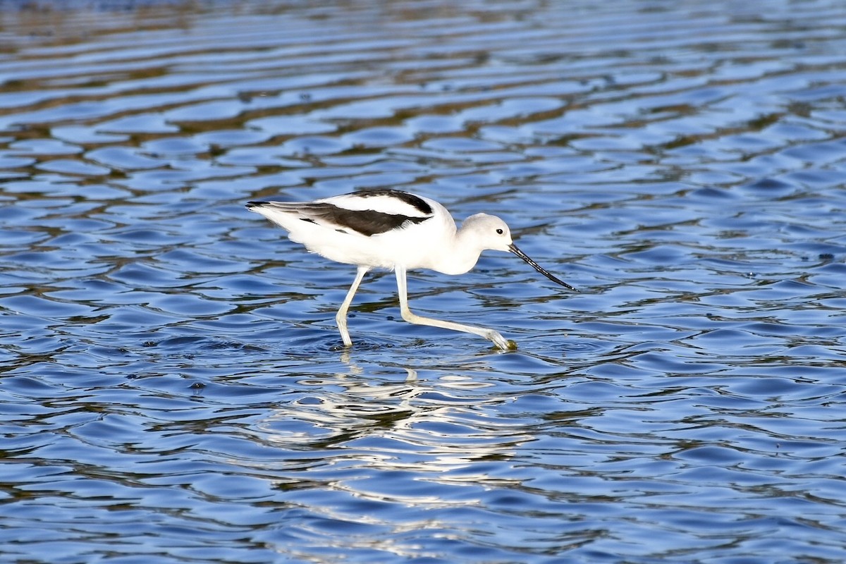 American Avocet - ML642896507