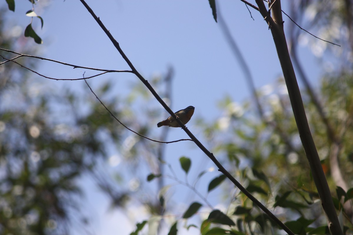 Spotted Pardalote - ML642896509