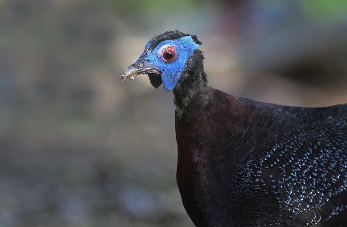 Bulwer's Pheasant - ML642896513