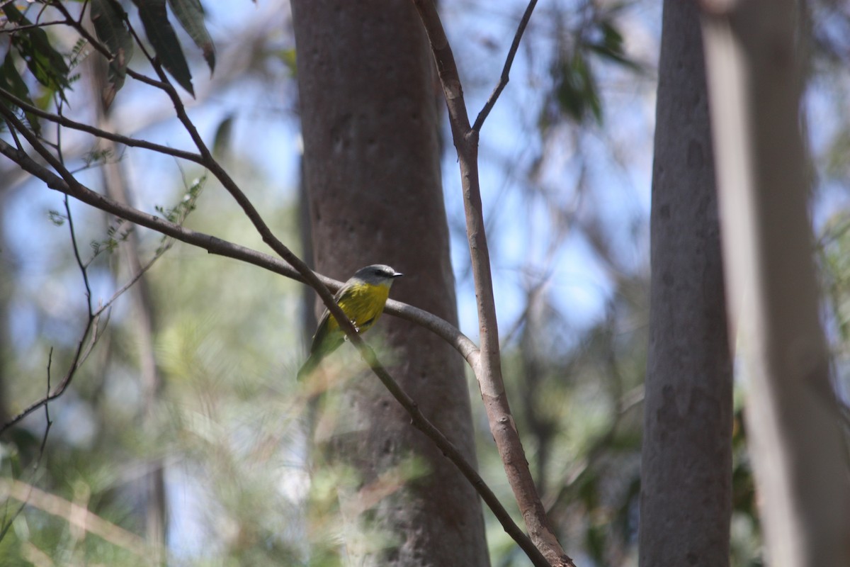 Eastern Yellow Robin - ML642896514