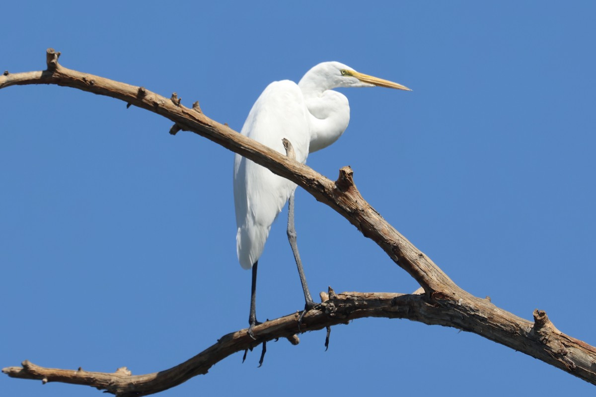 Great Egret - ML642896523