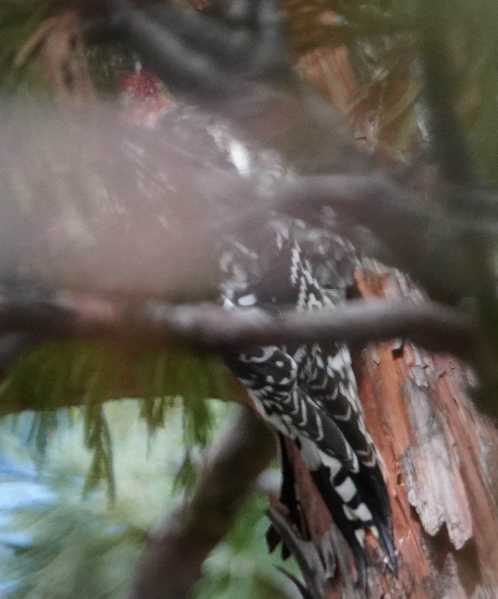 Sphyrapicus sp. - ML642896535