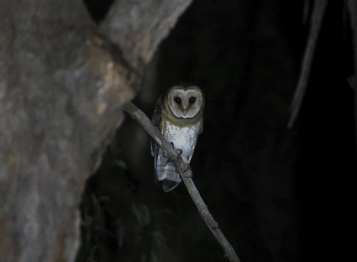 Australian Masked-Owl - ML642896537