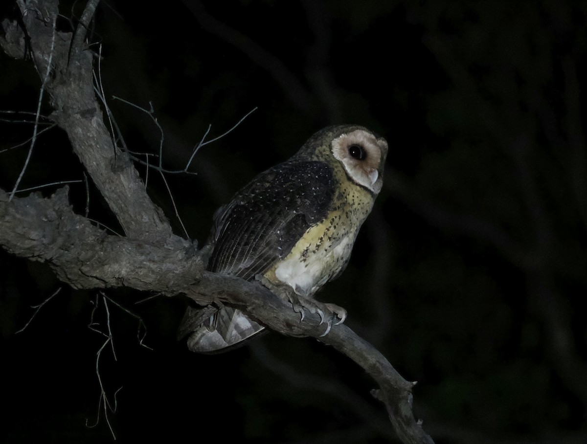 Australian Masked-Owl - ML642896538