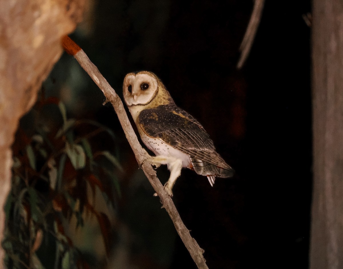 Australian Masked-Owl - ML642896539
