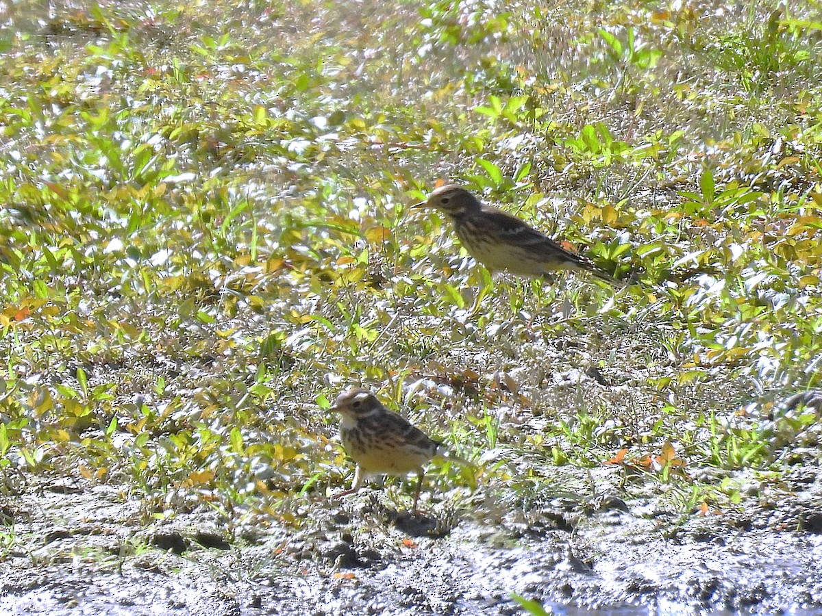 Pipit d'Amérique - ML642896554