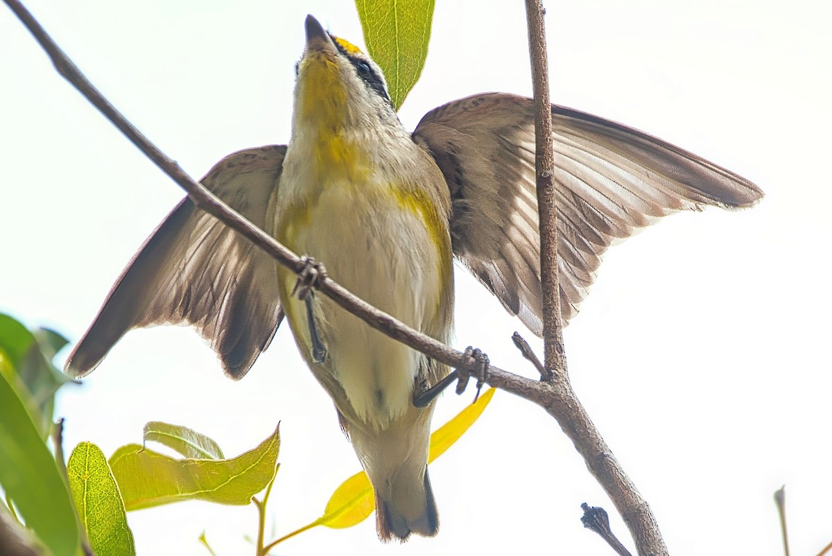 Striated Pardalote (Black-headed) - ML642896560