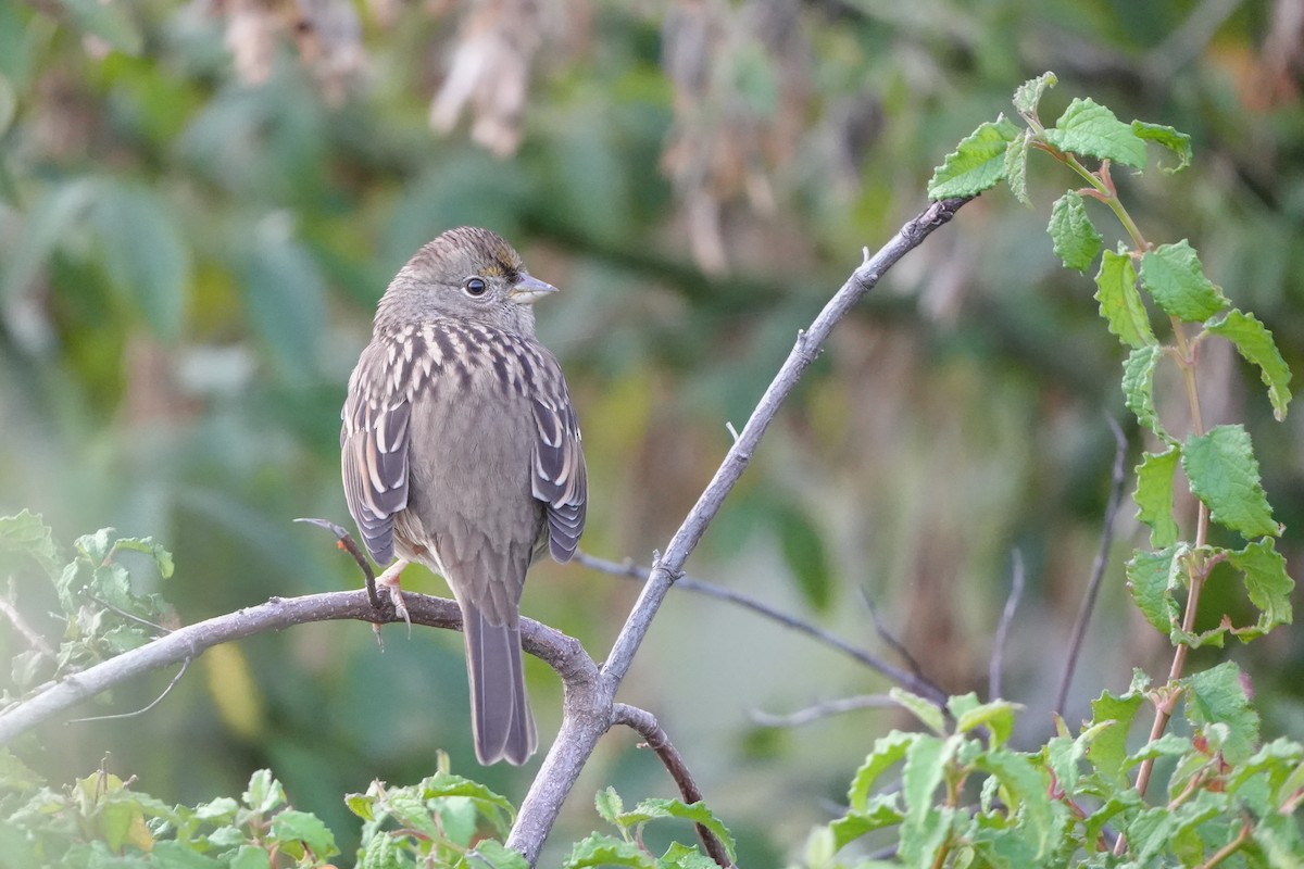 Golden-crowned Sparrow - ML642896572