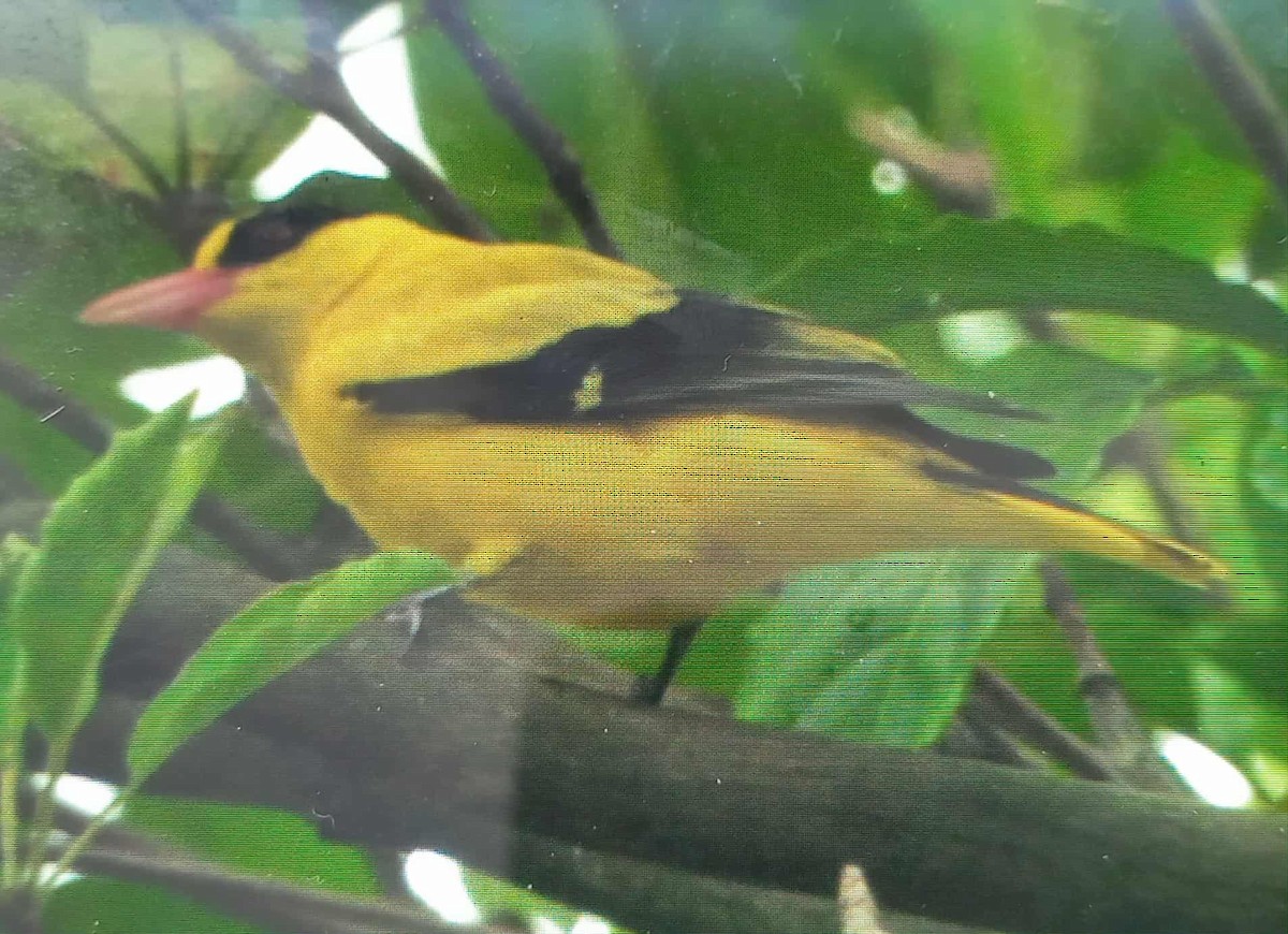 Black-naped Oriole - ML642896574