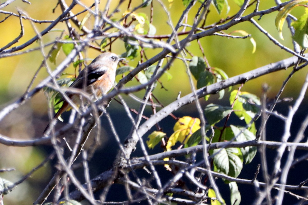 Rufous-backed Redstart - ML642896575