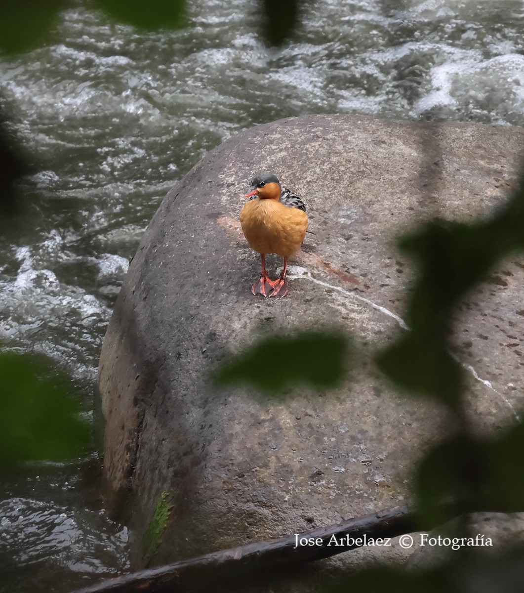 Torrent Duck - ML642896578