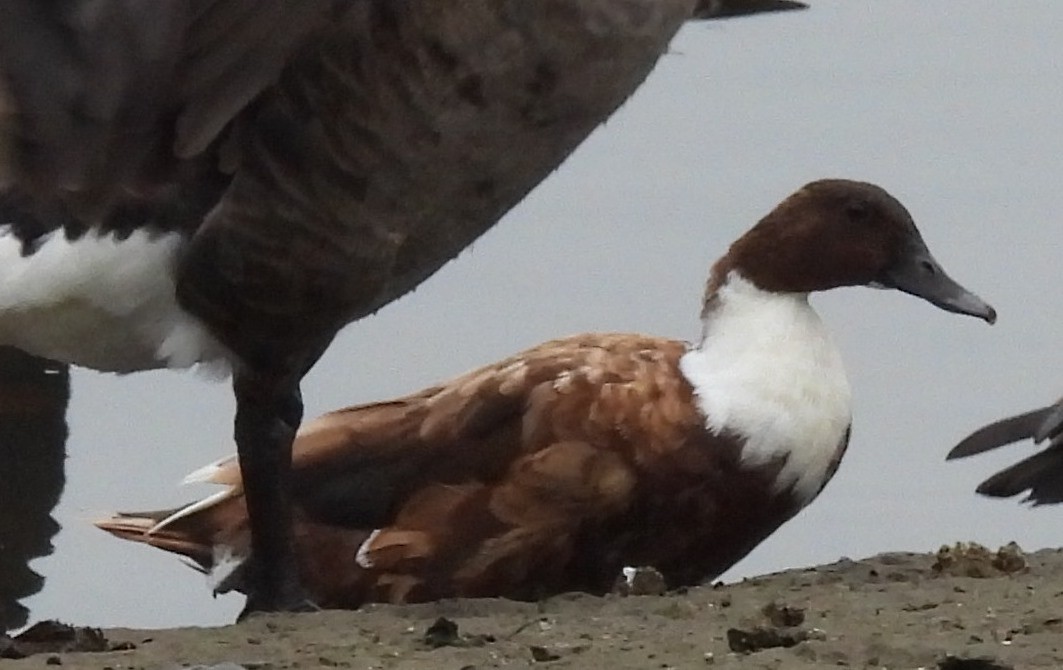 Mallard (Domestic type) - ML642896582