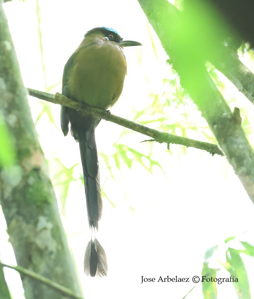 Motmot d'Équateur - ML642896592